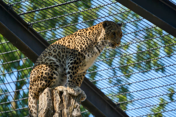 A serene moment as a majestic leopard lies down and sleeps peacefully, its body fully relaxed in the comfort of its natural surroundings. Whether nestled in the grass, resting on a tree branch, or lounging in the shade, the big cat exudes quiet strength and grace. This tranquil wildlife scene highlights the calm side of one of nature’s most powerful predators. Perfect for nature documentaries, wildlife photography, and content celebrating the beauty and behavior of wild animals in their habitat.