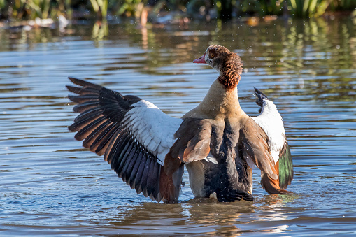 Egyptian goose landing on water at Bushy Park in UK