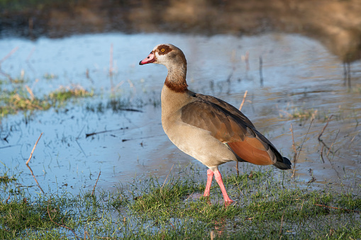 Egyptian goose seen more and more in the UK