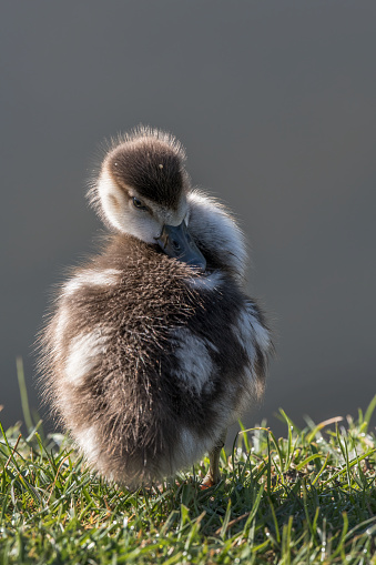 Newly born cute little Egyptian gosling trying to preen his back