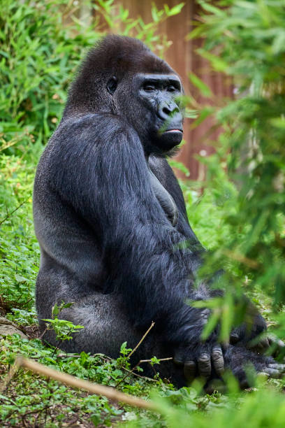 western lowland gorilla silver back in an enclosure - gorilla zoo animal silverback gorilla imagens e fotografias de stock