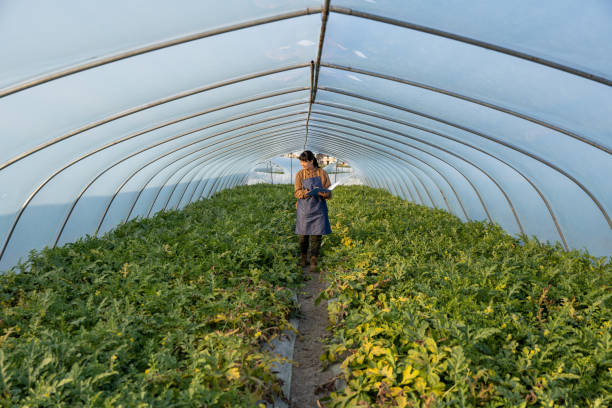 una agrónoma asiática trabaja en un invernadero de sandía - plowed field field fruit vegetable fotografías e imágenes de stock