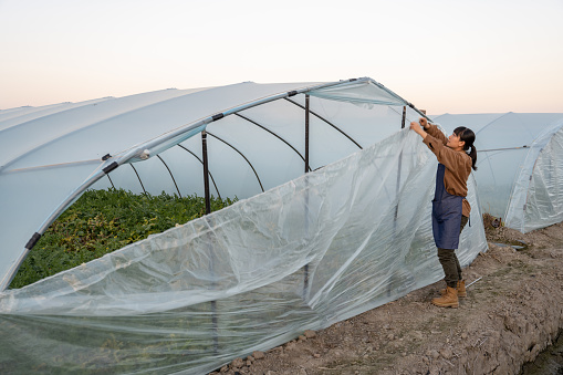 A female farmer is cleaning the vegetable greenhouse
