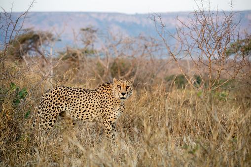 Cheetah sitting on a small dirt hill with the back and front legs streched out on the ground calmly observing the planes of the serengeti with its green and brown grass next to a safari road