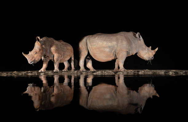 istock Southern white rhino at a waterhole 1451441911