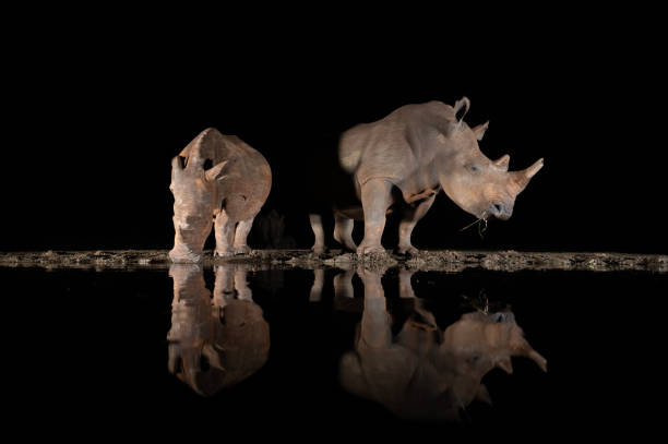 istock Southern white rhino at a waterhole 1451441917