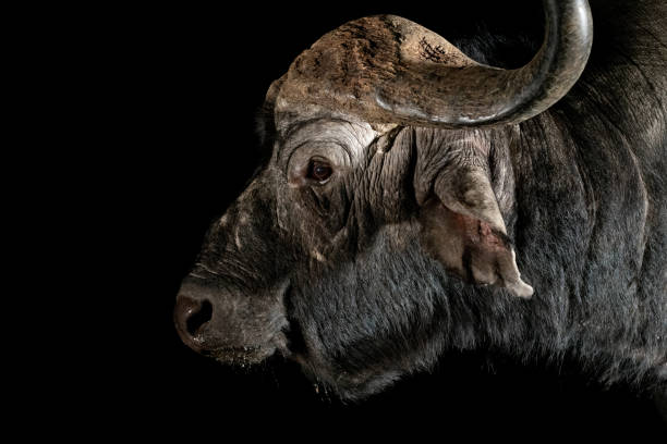 istock African Buffalo at a waterhole at night 1451441918