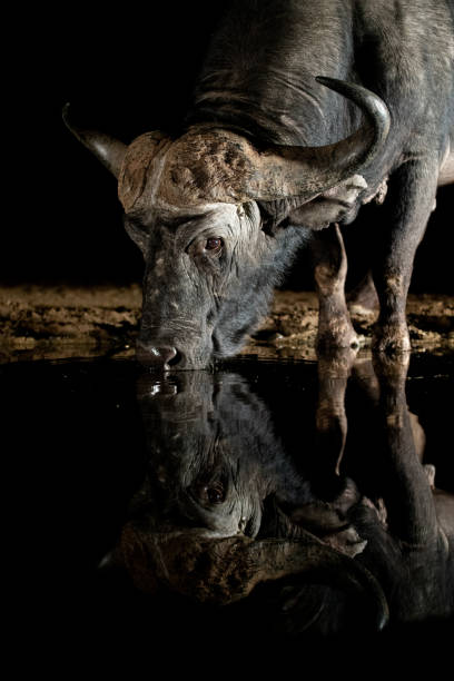 istock African Buffalo at a waterhole at night 1451441931