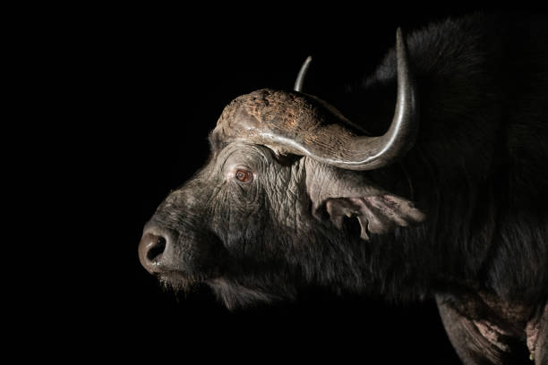 istock African Buffalo at a waterhole at night 1451441932