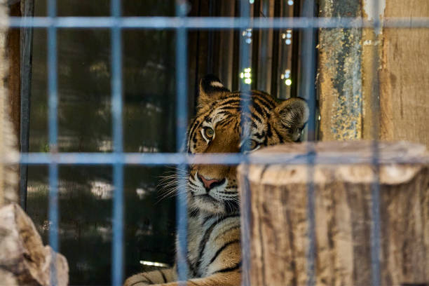 istock the siberian or amur tiger is a highly endangered species 1451442585