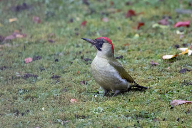istock Female Green woodpecker 1451442877