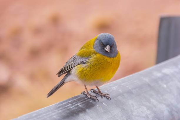 graukapuzen-finkenvogel auf steinzaun mit verschwommenem berg im hintergrund - stone bird animal autumn stock-fotos und bilder