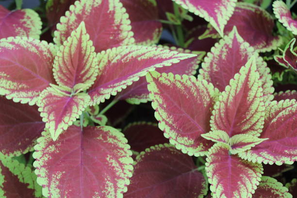 istock Coleus plants in multiple colors in a garden bed. 1451445301