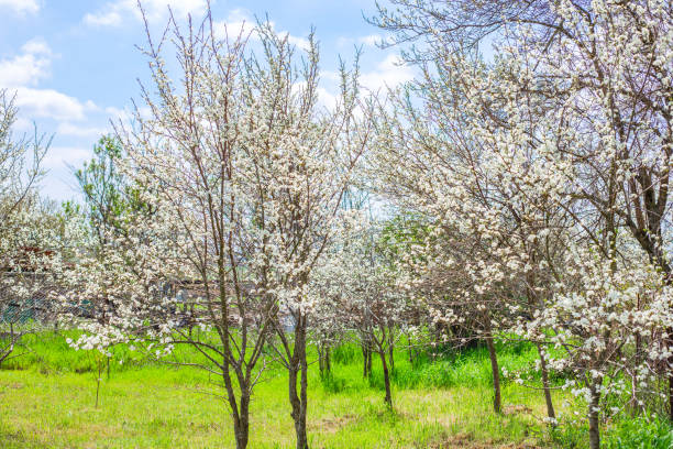 istock Flowering orchards of fruit trees in spring. Trees with white flowers on a sunny day 1451445577
