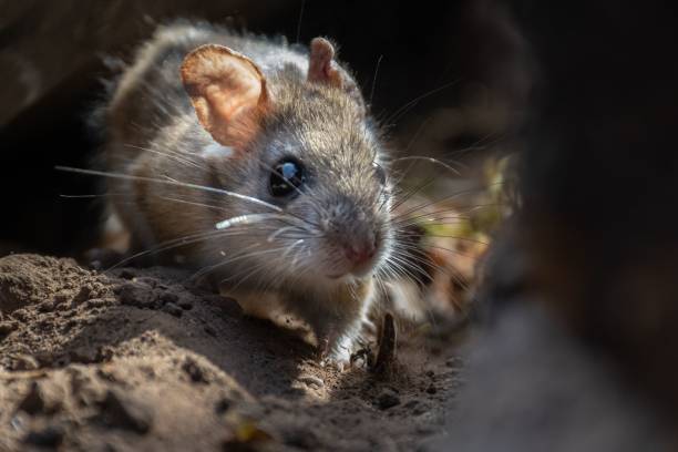istock Closeup of a mouse with big eyes in rocks 1451445716