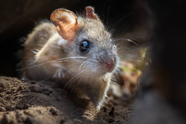 istock Closeup of a mouse with big eyes in rocks 1451445726