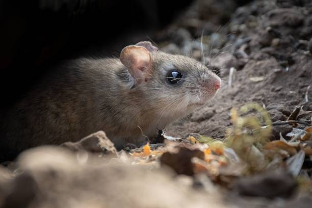 istock Closeup of a mouse with big eyes in rocks 1451445728