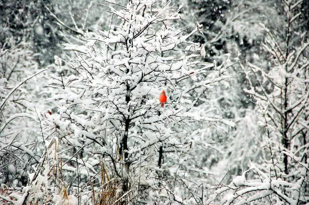Beautiful winter scene showing a red cardinal isolated  on a snow covered tree.