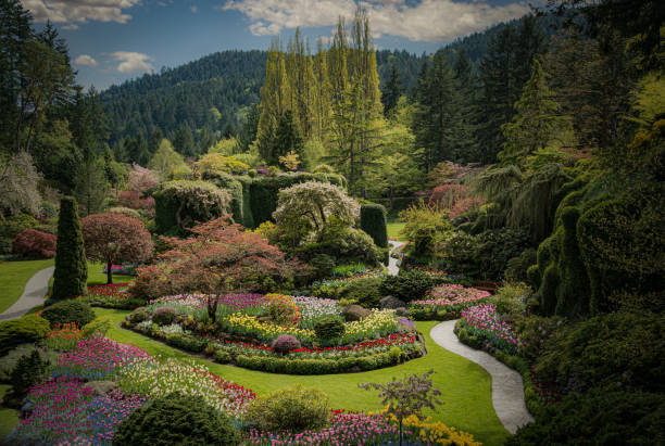 jardins buchart de victoria - buchart gardens - fotografias e filmes do acervo