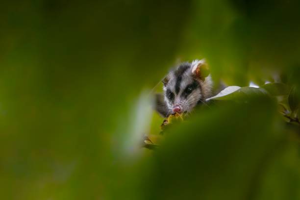 A selective of big-eared opossum (Didelphis aurita) from green leaves