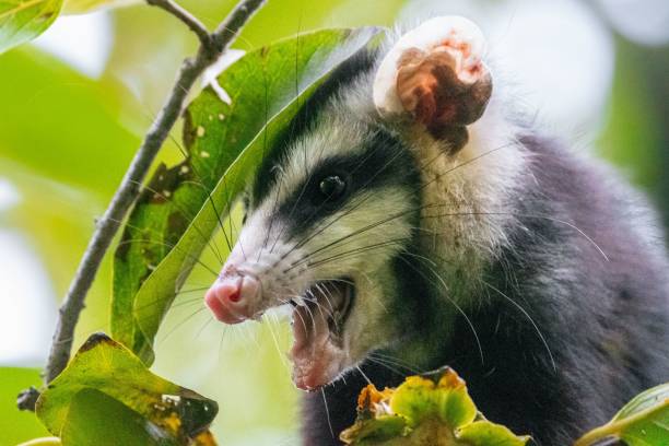 istock Selective of big-eared opossum (Didelphis aurita) from green leaves 1451449633