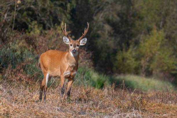 istock Selective of a young male marsh deer (Blastocerus dichotomus) 1451449638