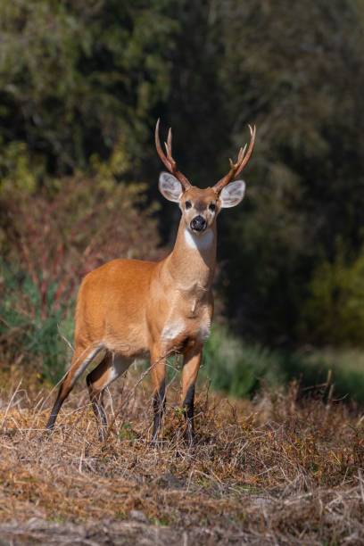 istock Selective of a young male marsh deer (Blastocerus dichotomus) 1451449639