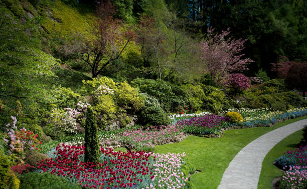 buchart gardens manicured pathway - buchart gardens imagens e fotografias de stock