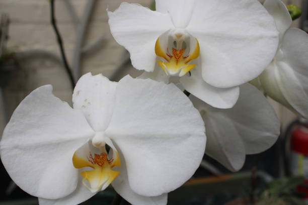 istock Tropical Orchid Growing In A Garden 1451450651