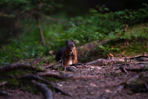 A red squirrel feeding on the groun