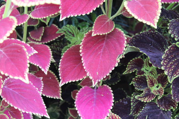 istock Coleus plants in multiple colors in a garden bed. 1451451584