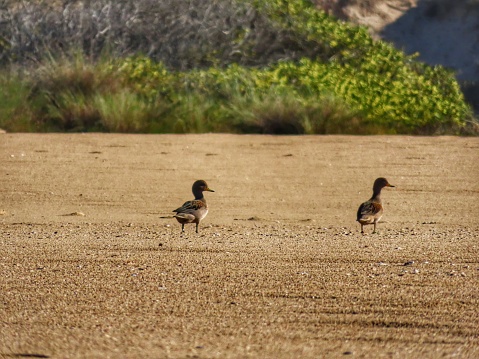 ducklings walking along the beach sand