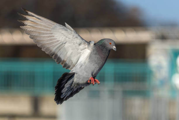 istock Flying feral pigeon (Columba livia domestica or Columba livia forma urbana) 1451452275