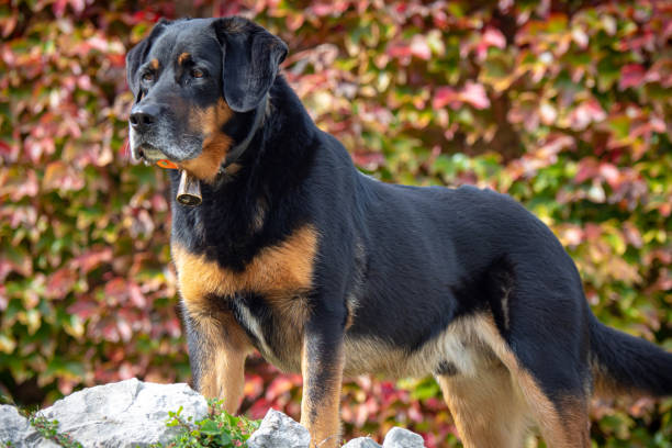 Beautiful male Beauceron Dog