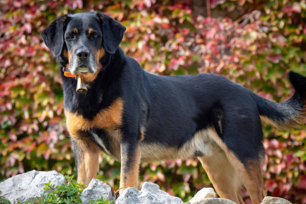 istock Beautiful male Beauceron Dog 1451452561