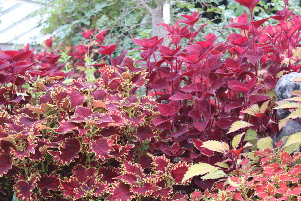 istock Coleus plants in multiple colors in a garden bed. 1451452750