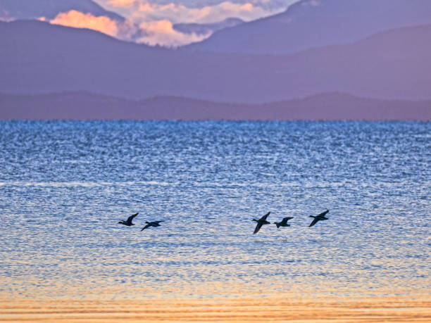 Birds on Vancouver Island British Columbia