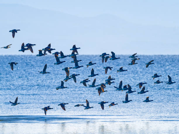 istock Birds on Vancouver Island British Columbia 1451453537