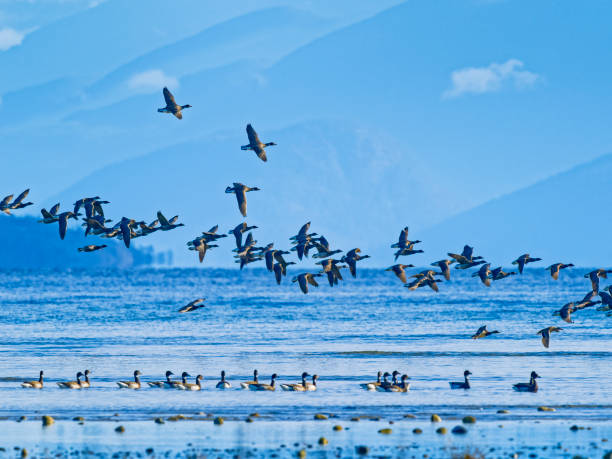 istock Birds on Vancouver Island British Columbia 1451453581