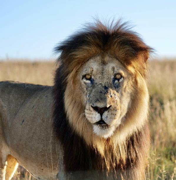istock Beautiful view of a lion seen in mount zebra national park 1451454607
