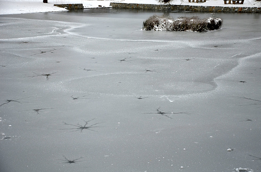 a frozen pond with strange lightning-shaped spots. gases from the mud created interesting graphic formations. in the middle is a square of fenced water plants oxygenating the water