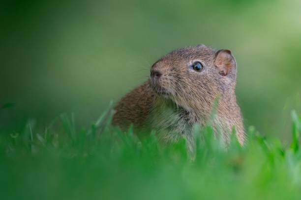A selective of a greater guinea pig (Cavia magna) in green grass