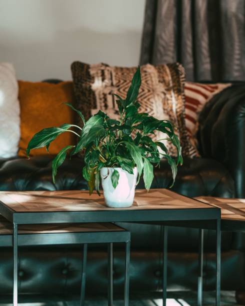 istock Vertical view of a Spathiphyllum wallisii plant on a table by the sofa 1451456762