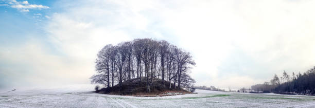 istock Small forest on a hill in the winter 1451456928