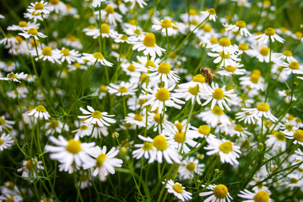 Field of daisy flowers Wild daisy flowers growing on meadow, white chamomiles on green grass background. Gardening concept. chamomile plant stock pictures, royalty-free photos & images