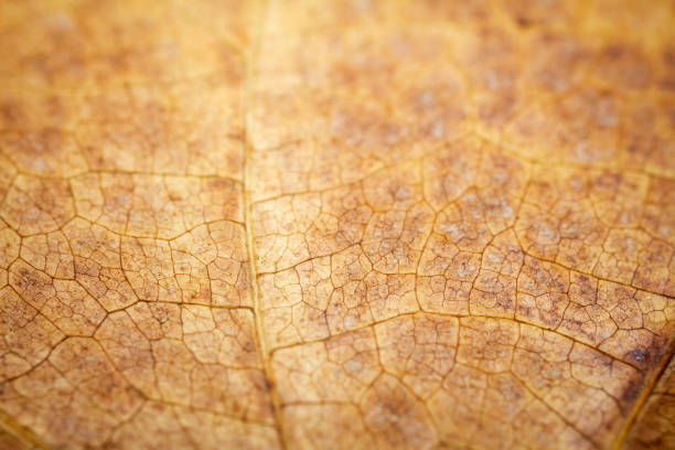 istock Extreme close-up of a dried leaf. 1451458586