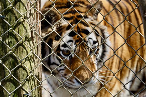 istock A tiger in the rescue center 1451460626