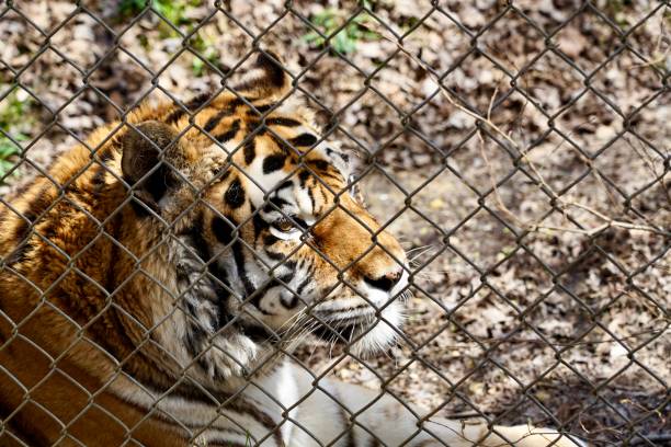istock A tiger in the rescue center 1451460669