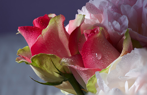 A close up of two pink rose bud flowers with droplets of water with a floral background