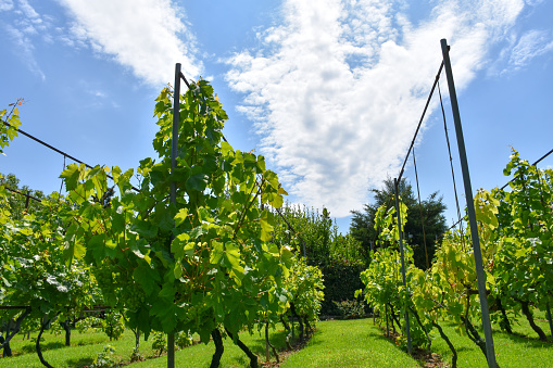 Vineyard. Grape vine garden with sky background